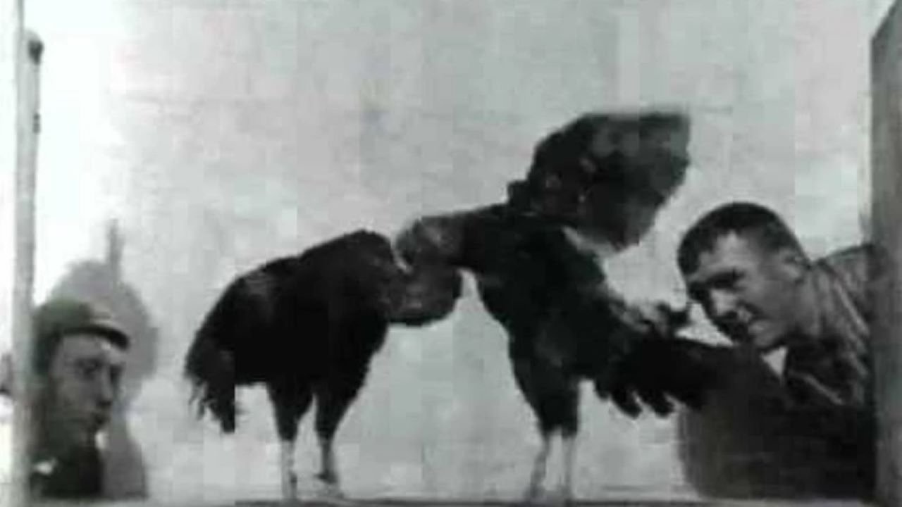 Бой петухов 2