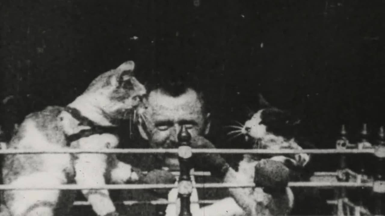 Кошачий бокс