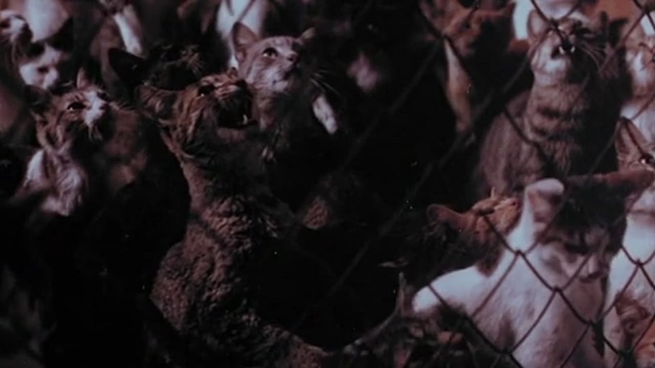 Ночь 1000 котов